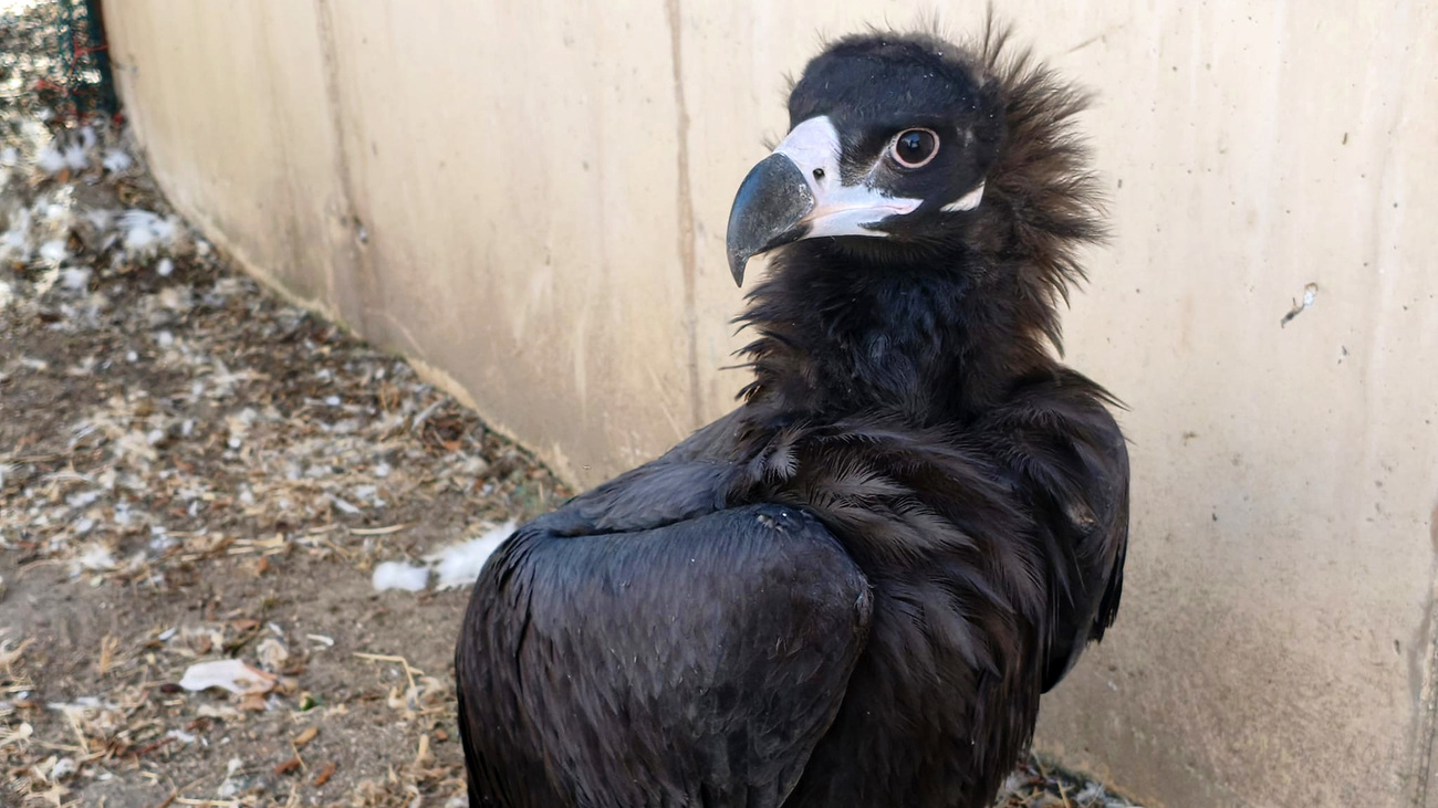A cinereous vulture fledgling rescued after falling from its nest during the wildfires in central Spain