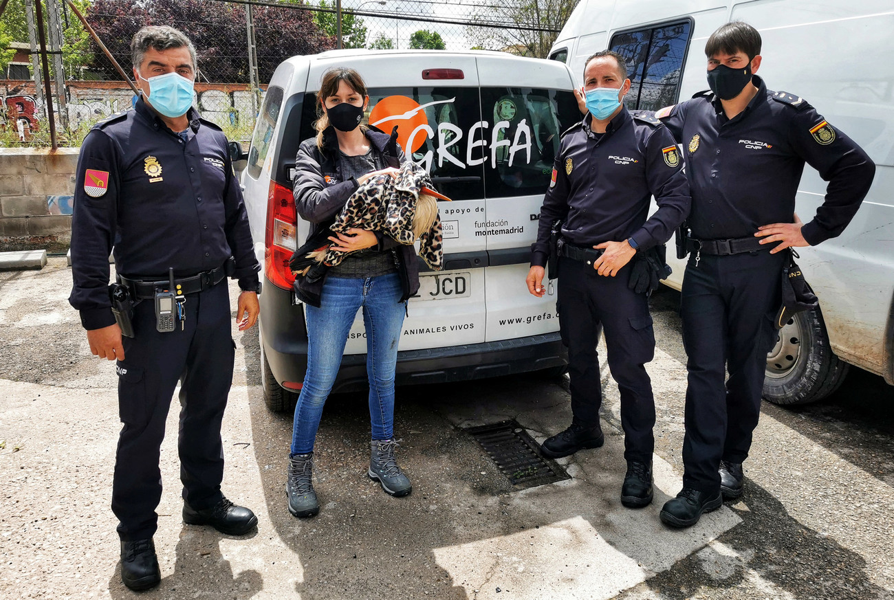 GREFA’s Rescue Team responds to wildlife in need in Spain.