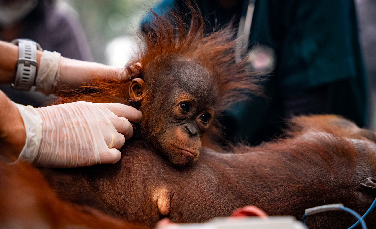 Bornean orangutans affected by the 2026 wildfires in West Kalimantan