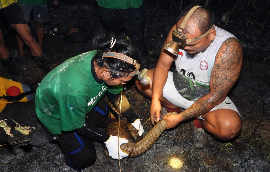 CAN teams rescue and care for a pangolin affected by the 2026 wildfires and prolonged drought across Kalimantan.