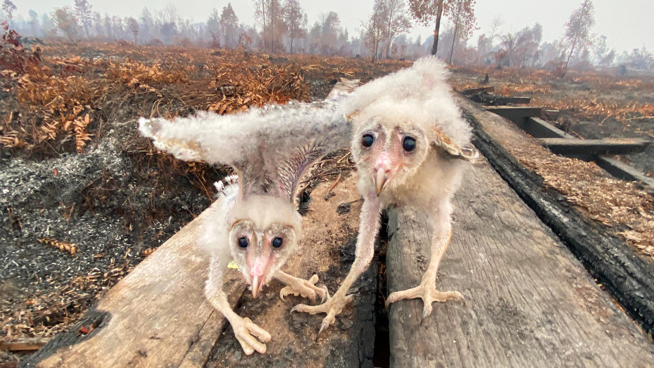 Two young birds rescued from fire-affected habitat in Kalimantan, Indonesia