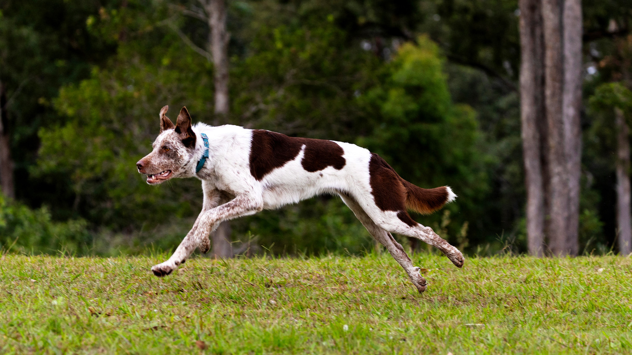 Oaka is being trained as IFAW and Innovation for Conservation’s potential new koala detection dog.