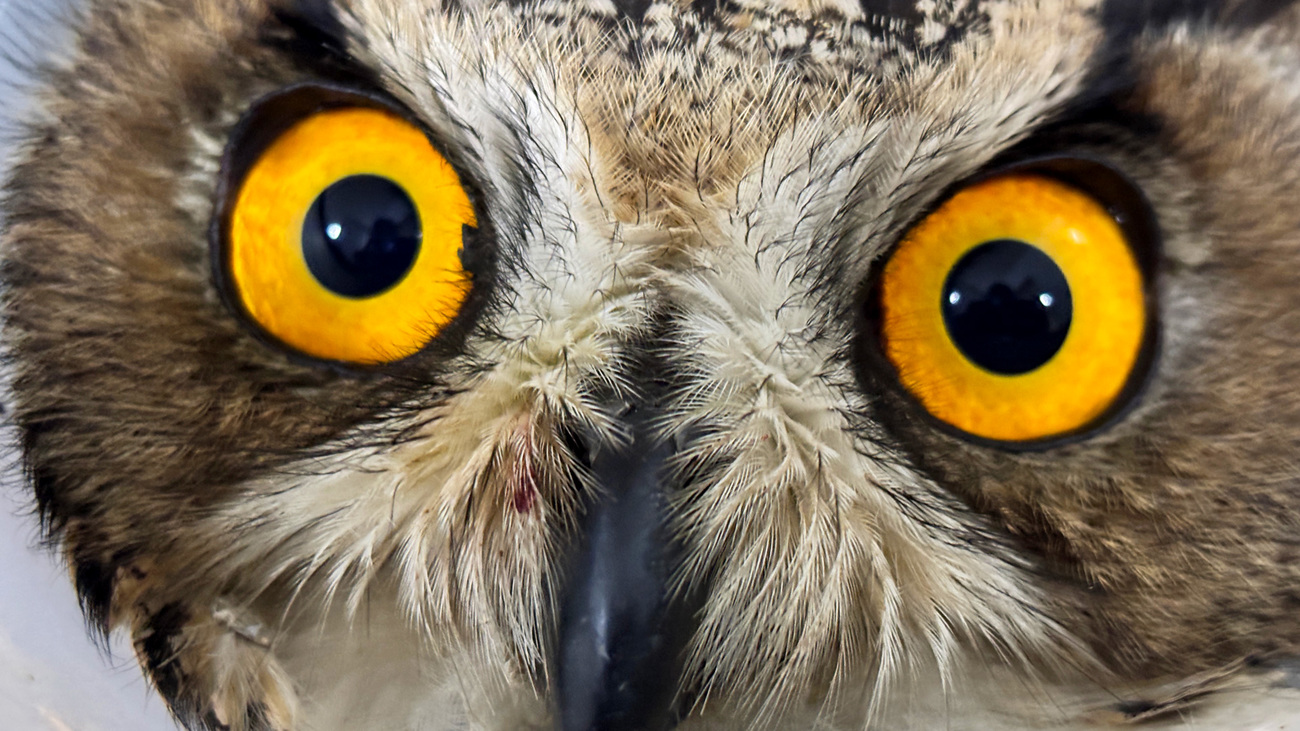 The injured Eurasian eagle-owl receives specialised care at IFAW’s Beijing Raptor Rescue Center during its eight-month rehabilitation.