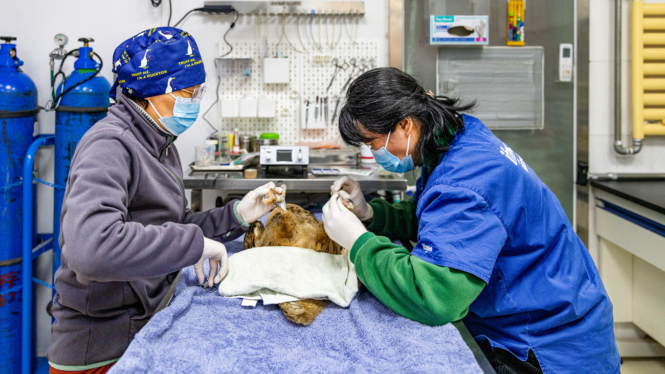 The injured Eurasian eagle-owl in surgery at IFAW’s Beijing Raptor Rescue Center during its eight-month rehabilitation.