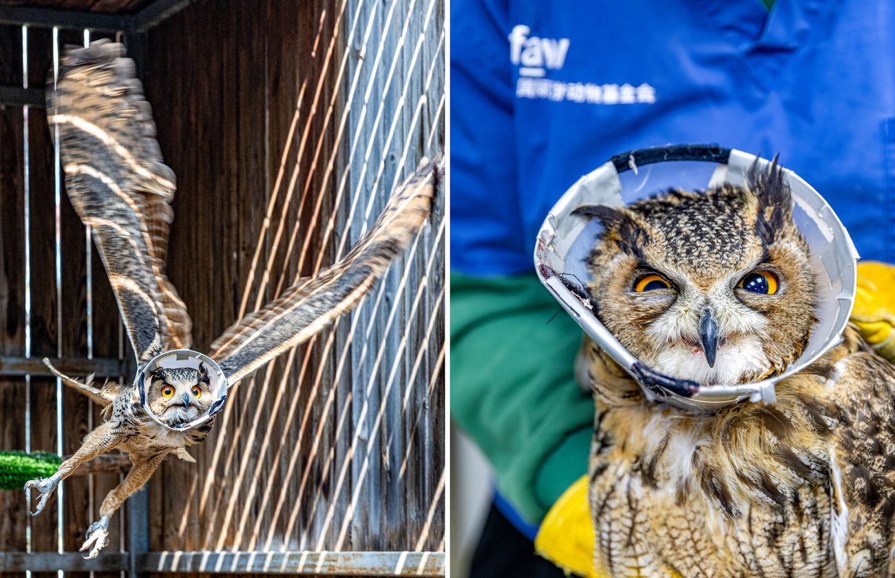 The injured Eurasian eagle-owl receives specialised care at IFAW’s Beijing Raptor Rescue Center during its eight-month rehabilitation.