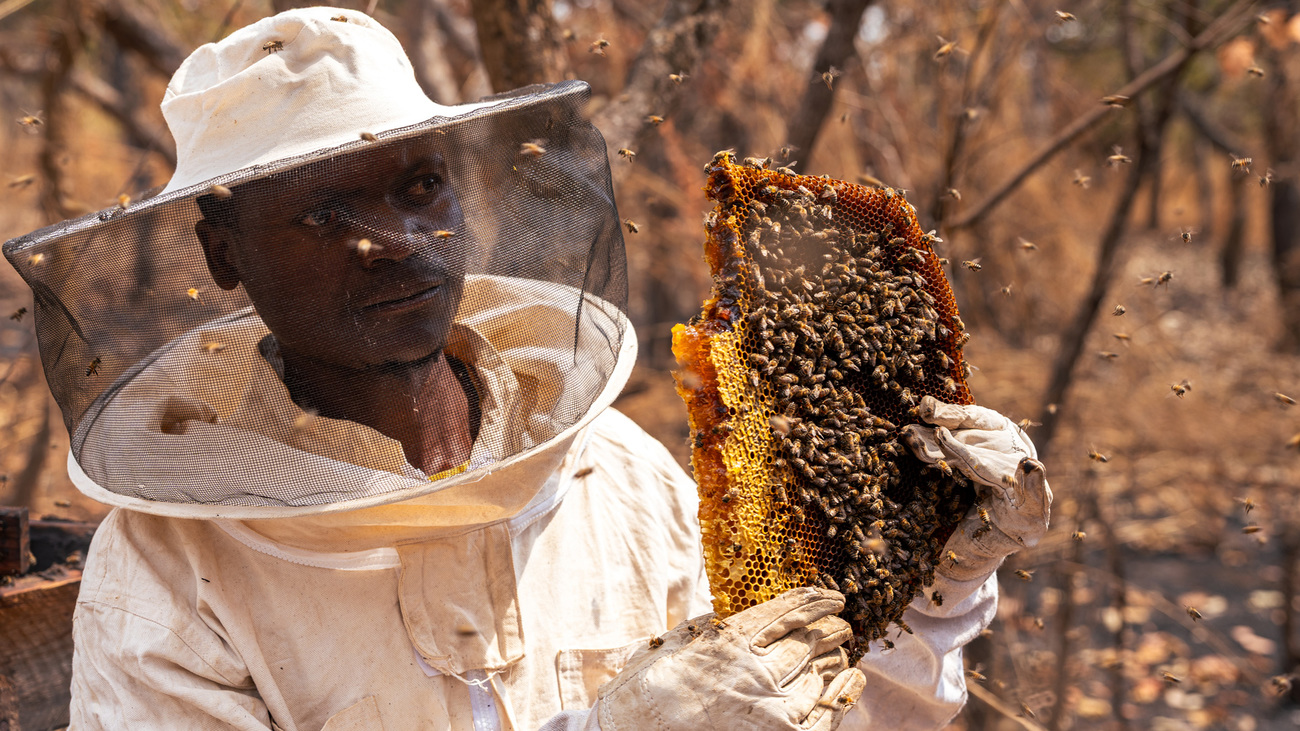 A demonstration on honey harvesting during a beekeeping training session in Kasungu, Malawi.