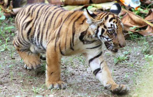 Young tiger cub returns to the wild after rescue in India