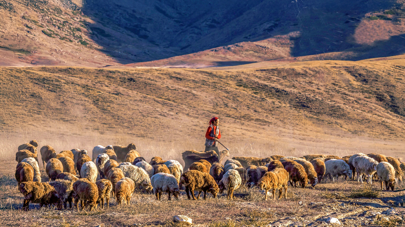  Shepherd guiding flock of sheep in a sunny mountain landscape, late afternoon,