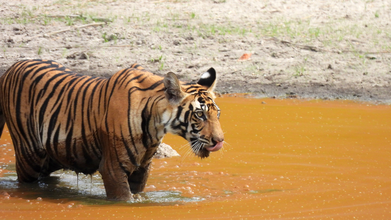 A Bengal tiger crossing a river.