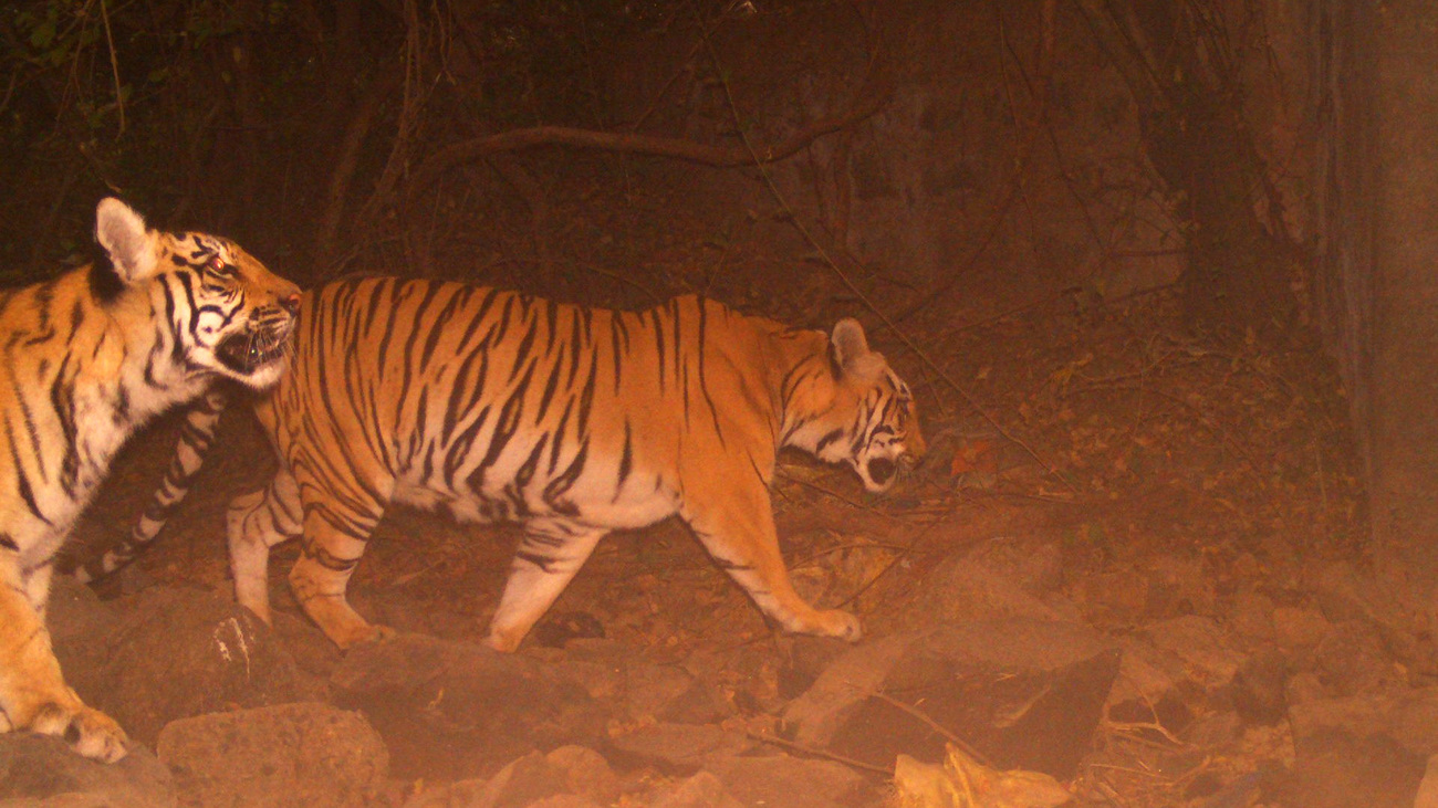 Bengal tigers moving at night