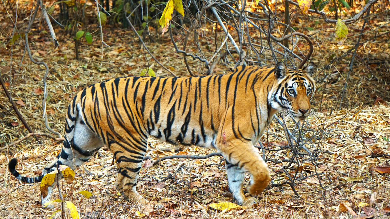 Bengal tigers move through the landscape of the IFAW–WTI Central India Tiger Corridor Project