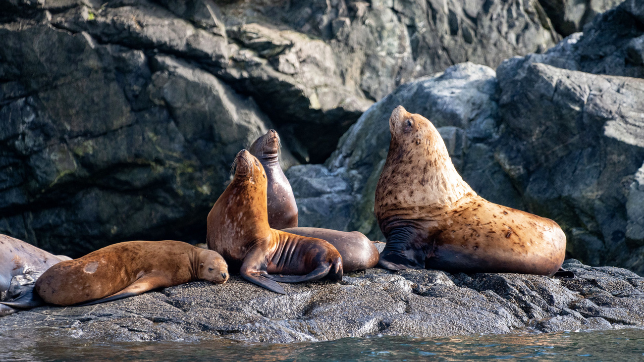Sea lions sunbathing on a rocky shore in Elfin Cove, Alaska