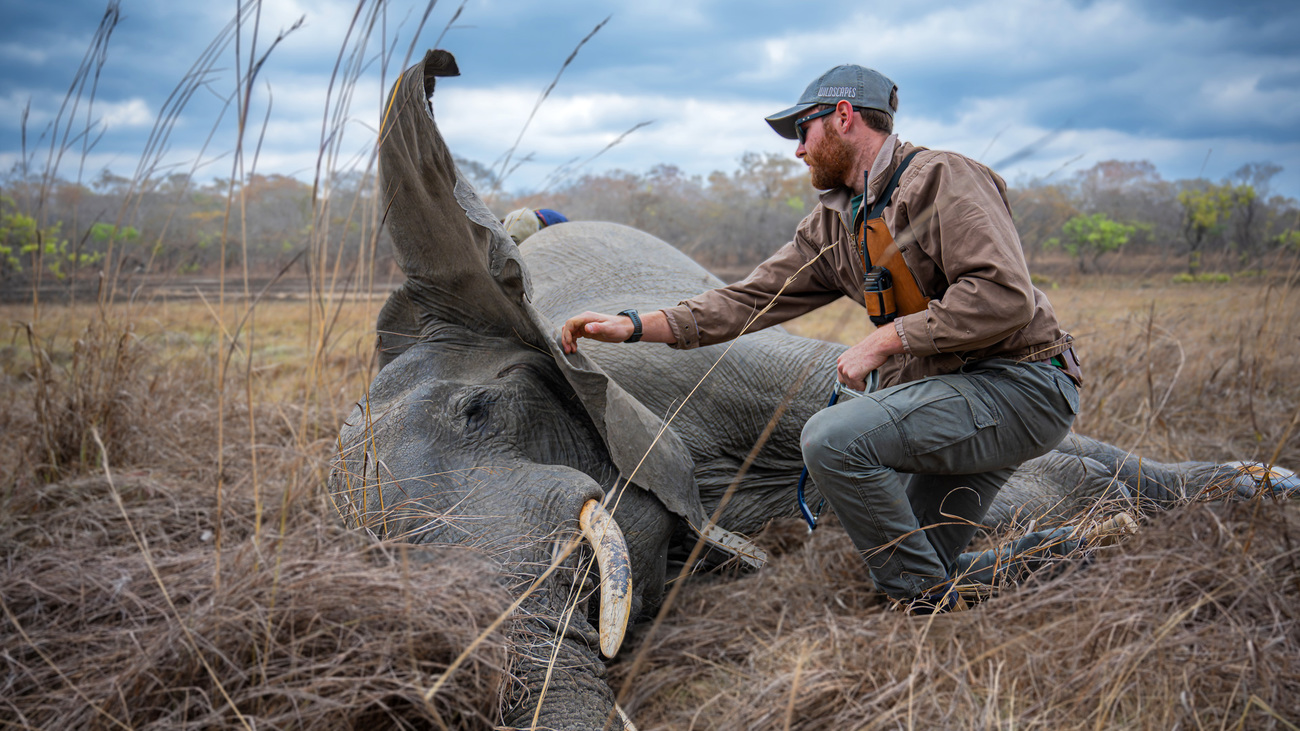 Veterinary technician Simon Huinink monitors an elephants, during a collaring exercise in Kasungu National Park, Malawi.