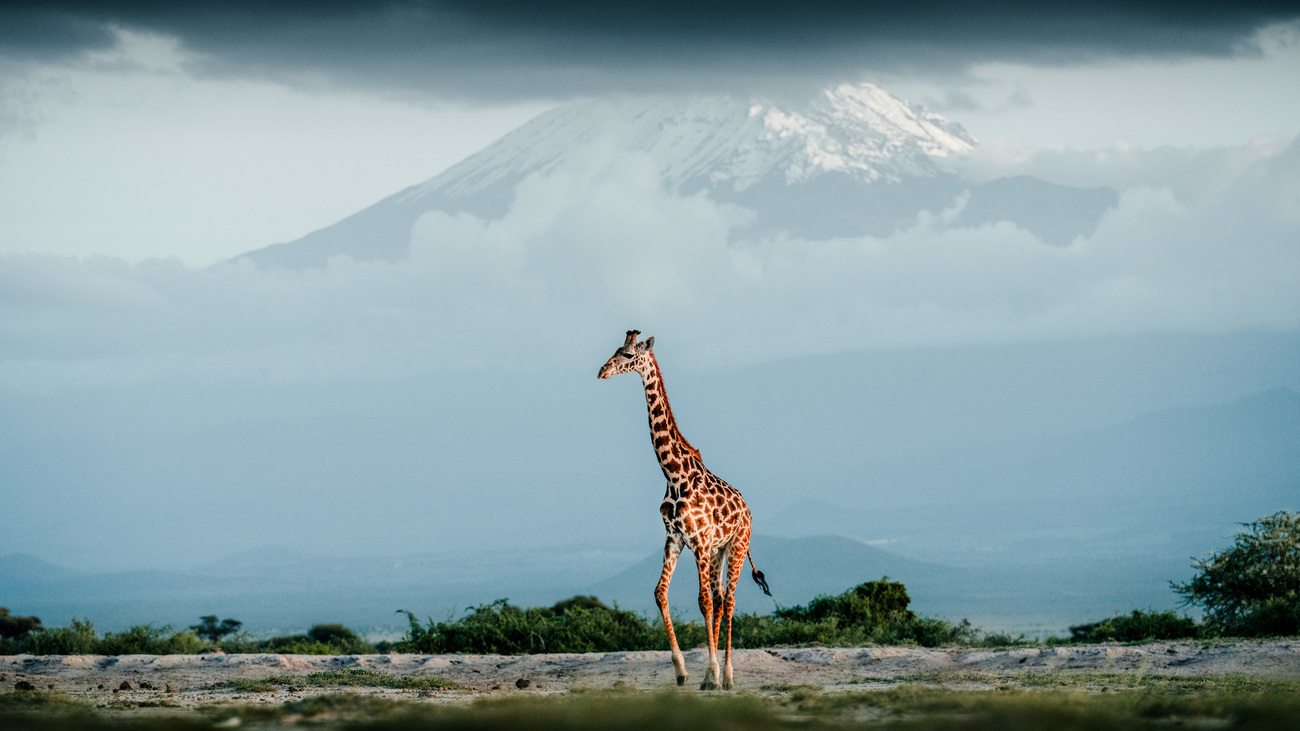 A giraffe walks in the open landscape of Amboseli National Park, Kenya.