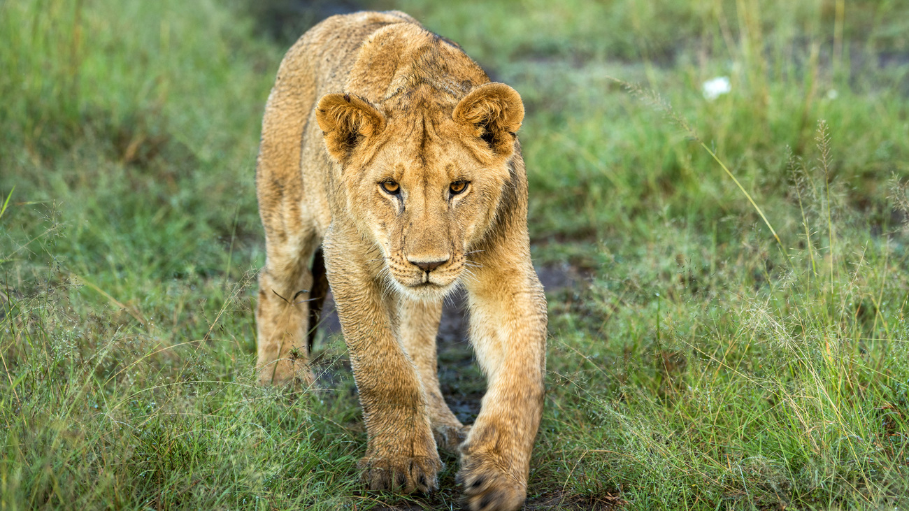 A young lion walks through the grass in Amboseli, Kenya.