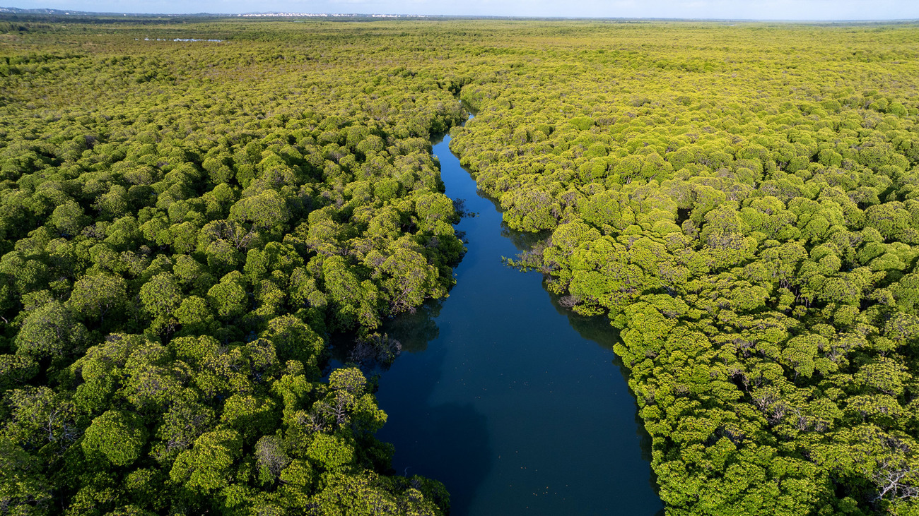 Aerial view of mangroves in Lamu, Kenya.