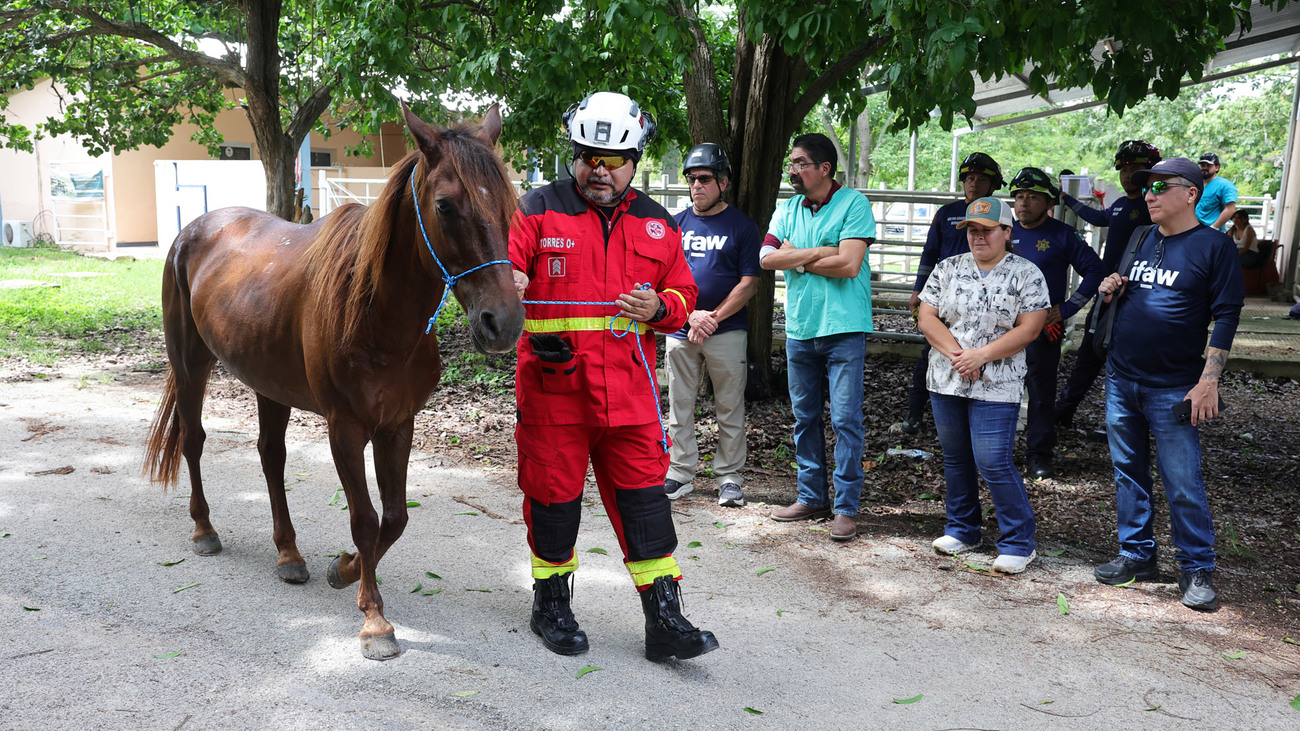 Participants take part in IFAW’s animal Disaster Response training in Mérida, Mexico.