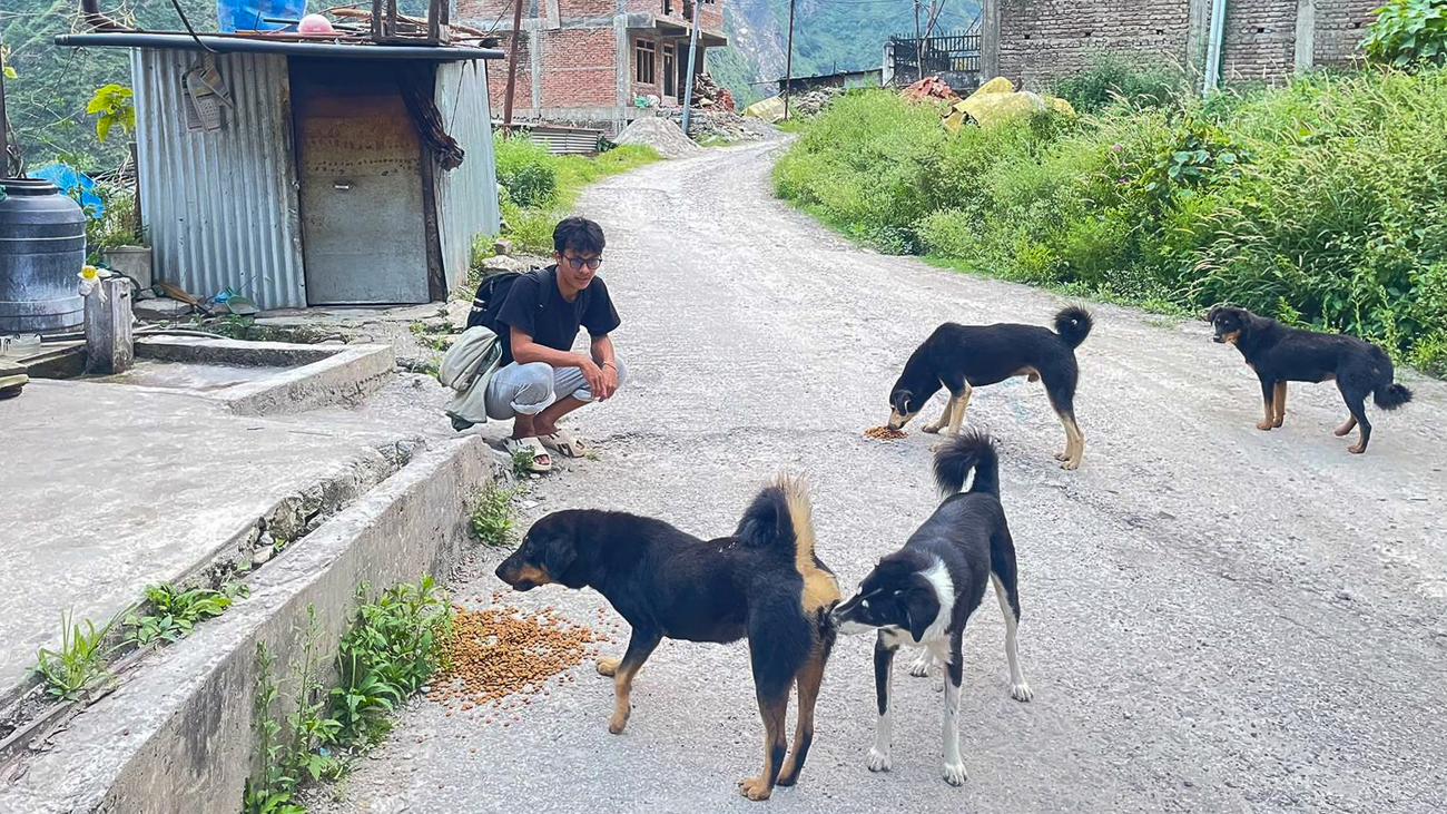 Eine Person hockt auf einer Straße und schaut zu vier Hunden, die auf den Boden verstreutes Futter fressen.