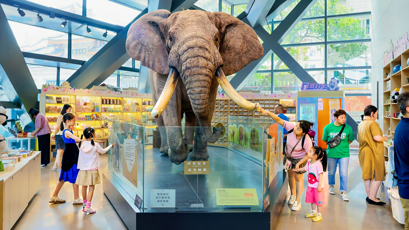 Children exploring IFAW's educational content around the African elephant specimen at Chengdu Museum, China.