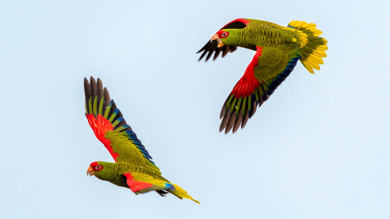 Red-spectacled parrot flying over Urupema, Brazil