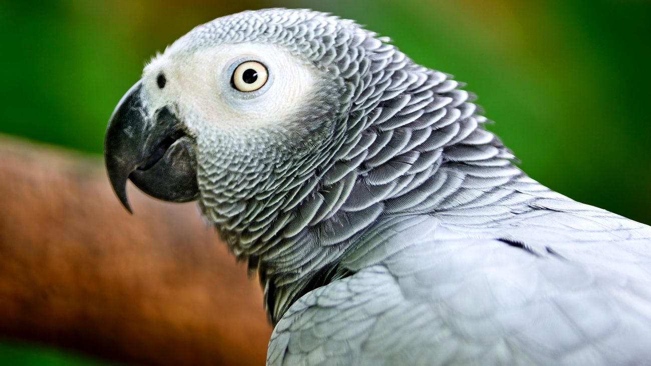 Close-up of an African grey parrot.