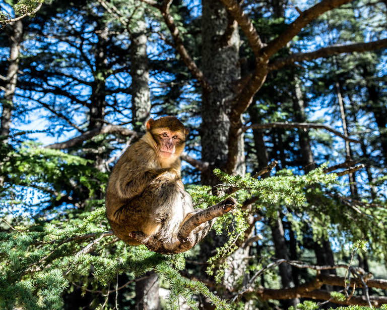 Barbary macaque on a tree