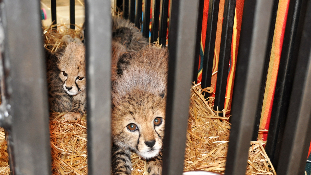 cheetah cubs in a cage