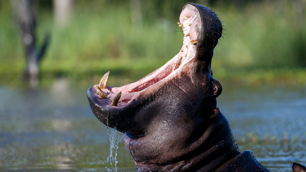 A hippo opens its mouth wide in Botswana.