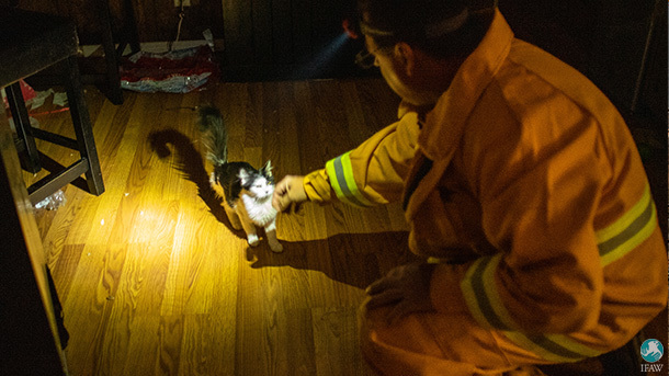 camp fire cat rescue