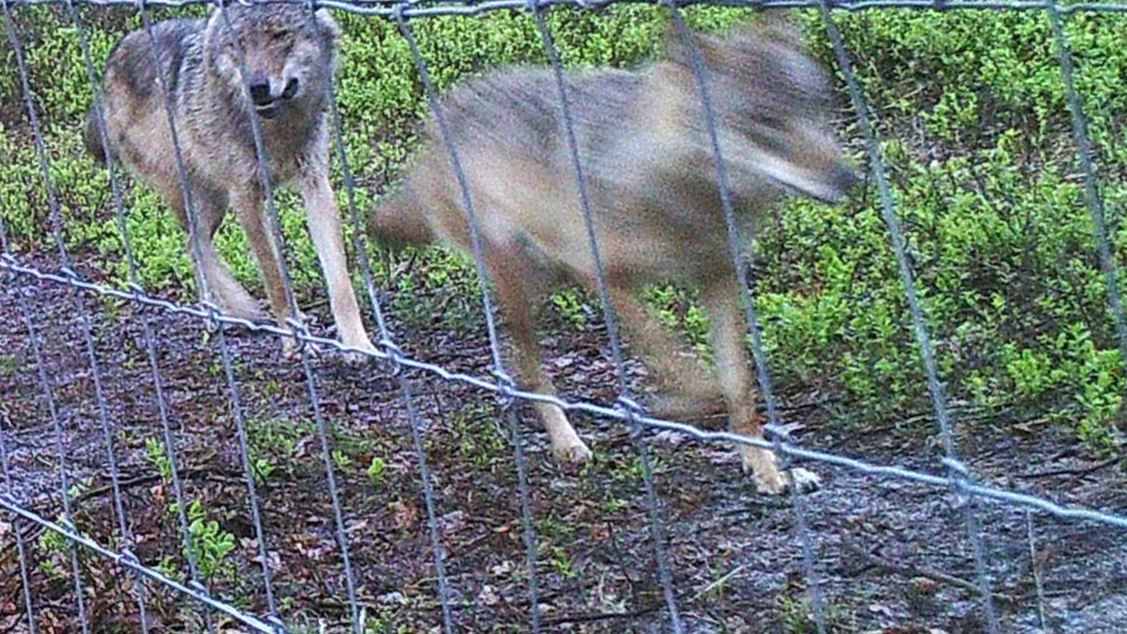 Voor het eerst is een wolvenpaar in Nederland op beeld vastgelegd. De dieren zijn eind april op de Veluwe gefotografeerd.