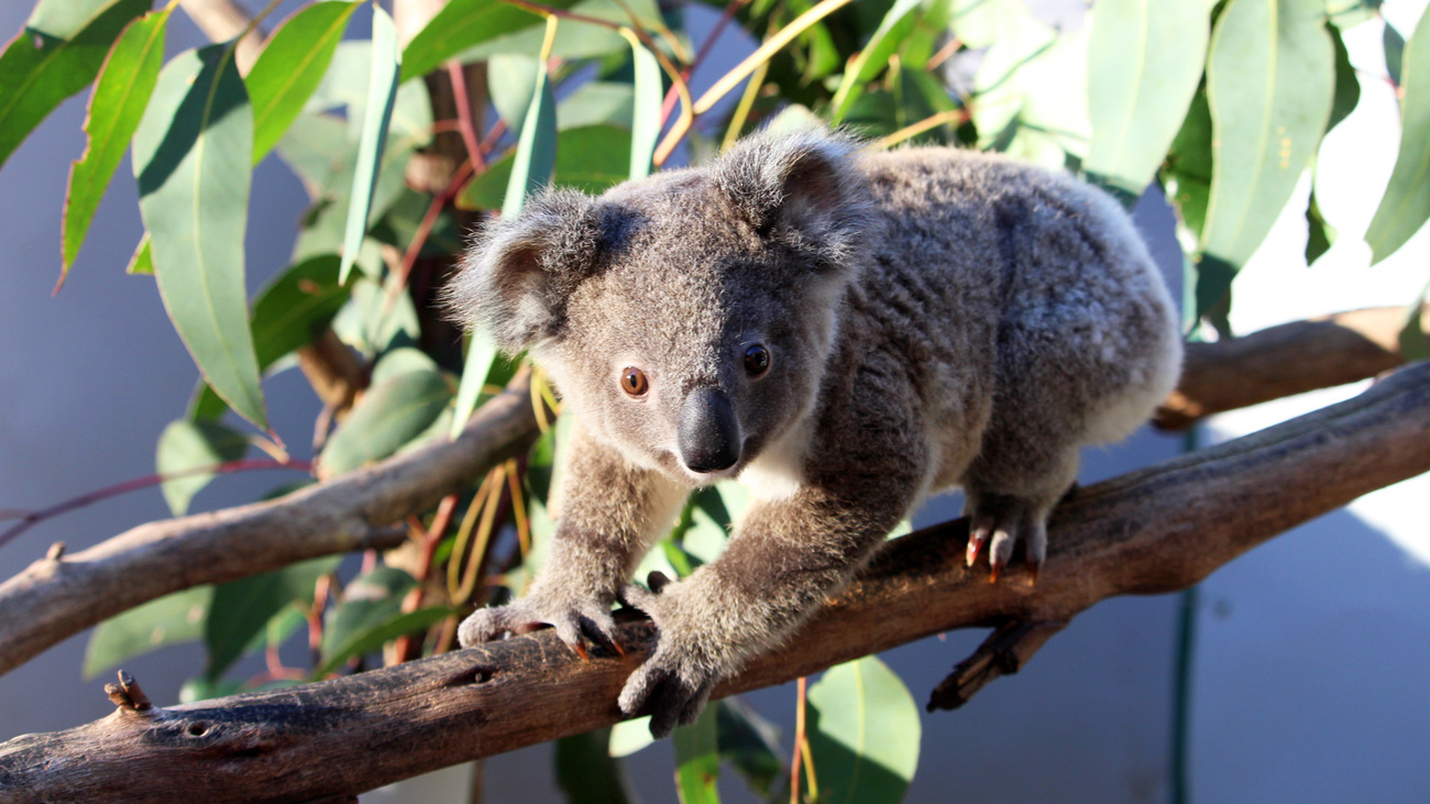 A rescued baby orphaned koala named Aminya climbing a tree branch 