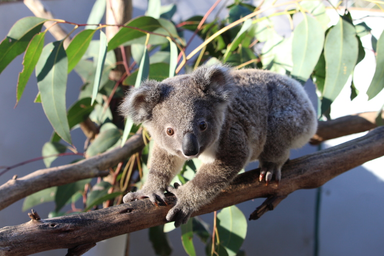 Biotrend Koala - Baby Call Fisiológico - 🍼¿Cómo esterilizar