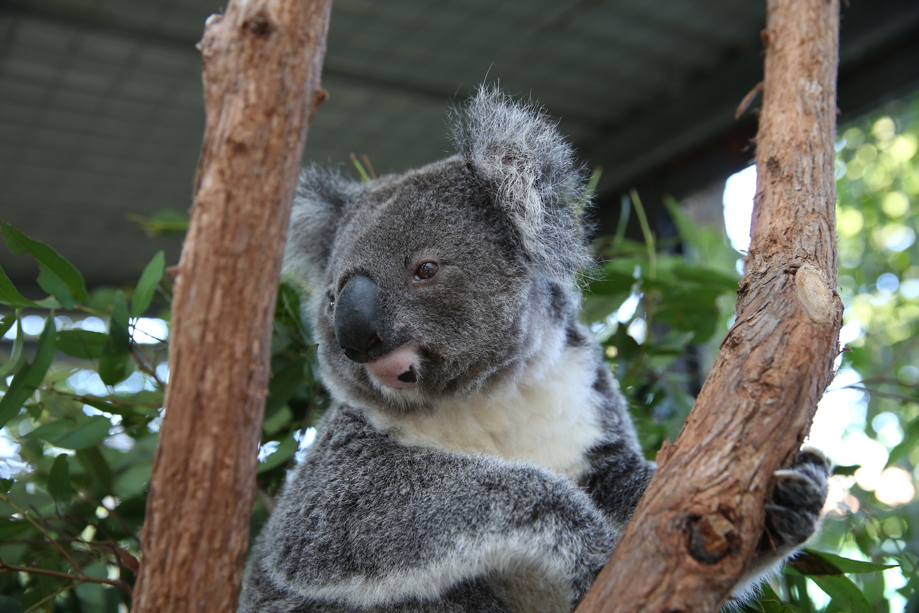 Koala Protection: Rescue, Rehabilitate, Release, and Secure - Australia,  New South Wales