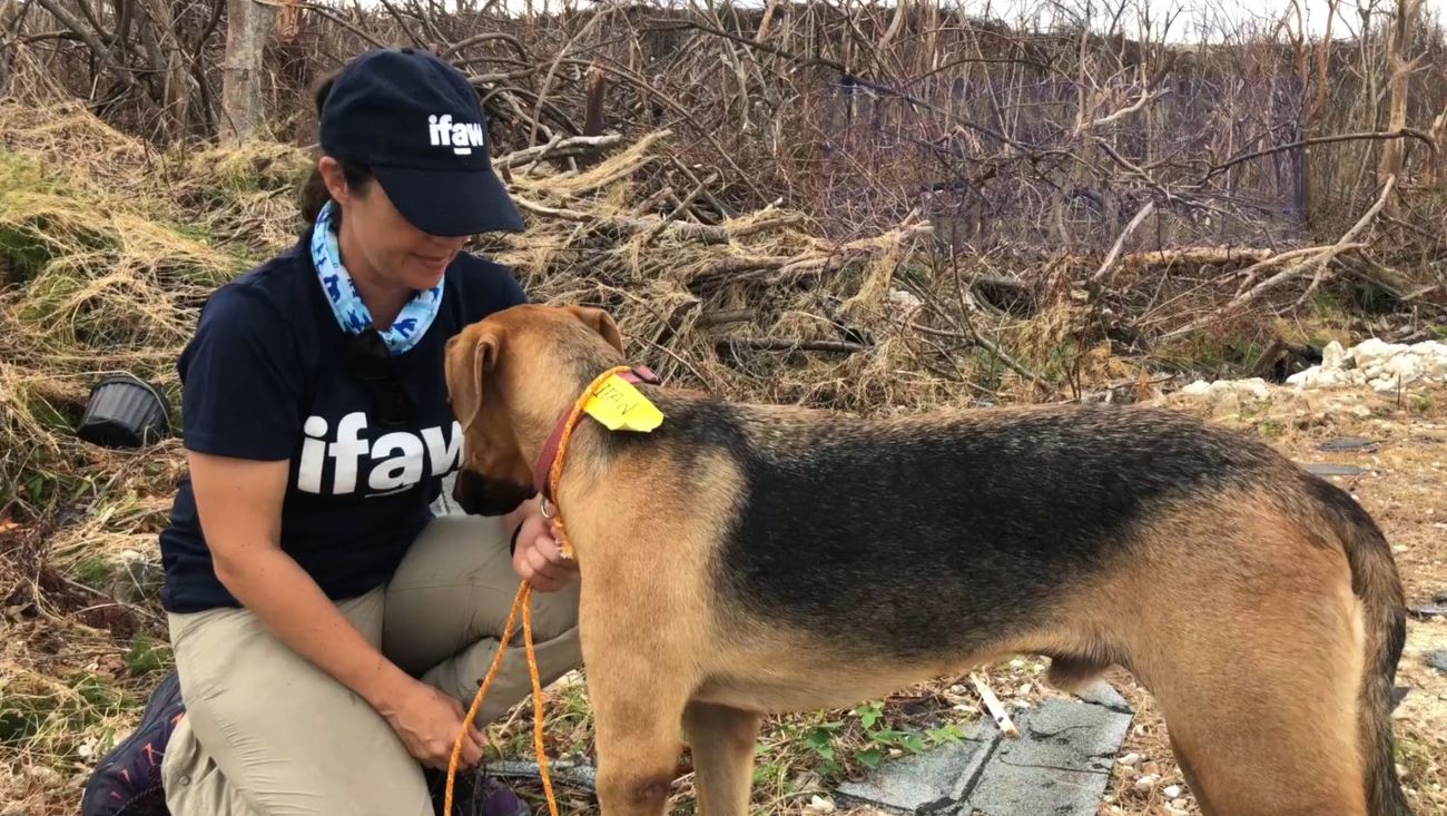 IFAW sur le terrain suite à l'ouragan Dorian