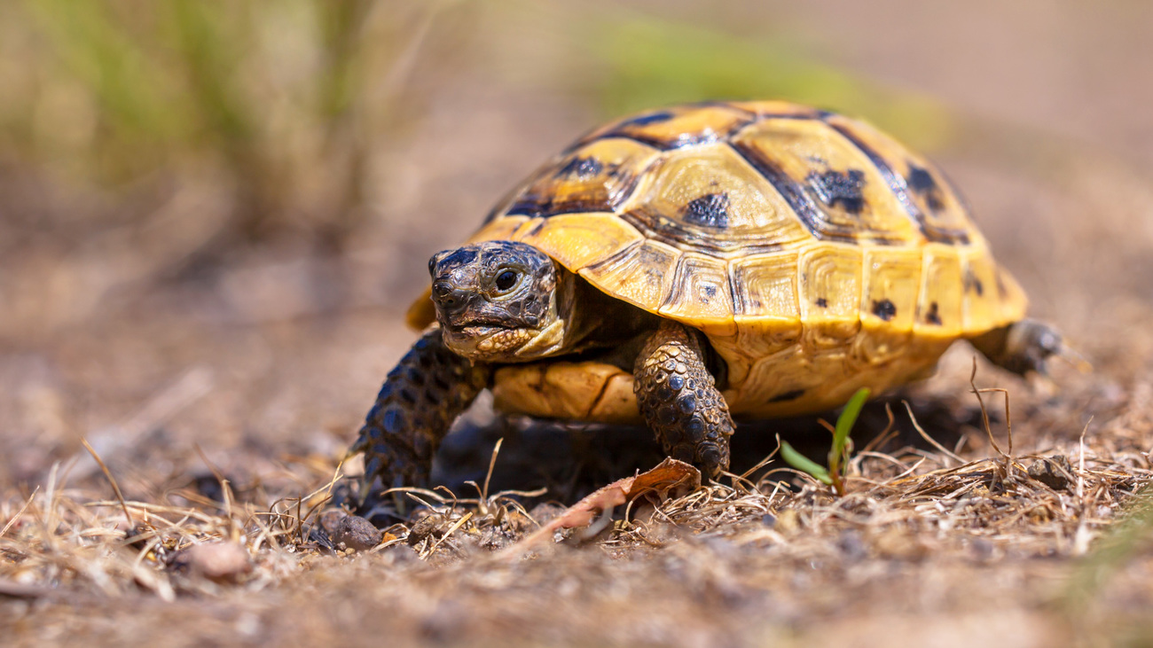 Spur-thighed tortoise.