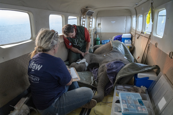 Airborne rescue in Zimbabwe by Wild is Life-ZEN and the International Fund for Animal Welfare saves tiny elephant orphan