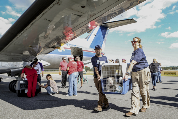 In the wake of Hurricane Dorian, IFAW continues finding forever homes in Delaware and Maine for animal survivors