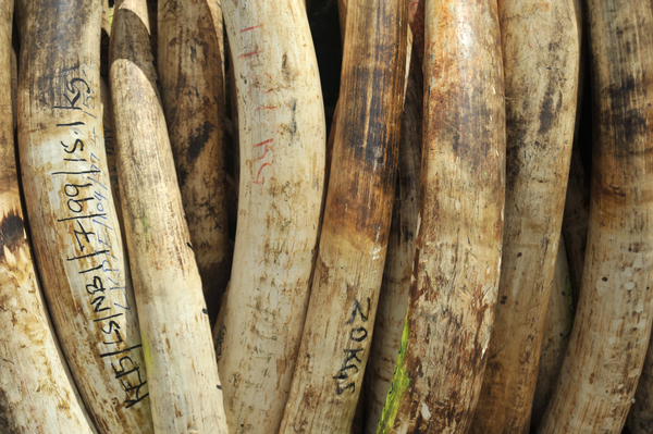 Détruisons l’ivoire pour lutter contre le trafic et soutenir la restauration des populations d’éléphants 