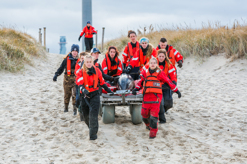 Marine mammal volunteer opportunities