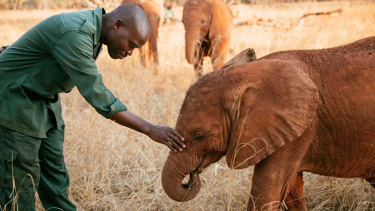 Elephant Mulisani with GRI EOP keeper