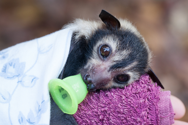Cyclone Narelle threatens wildlife in northern Australia 