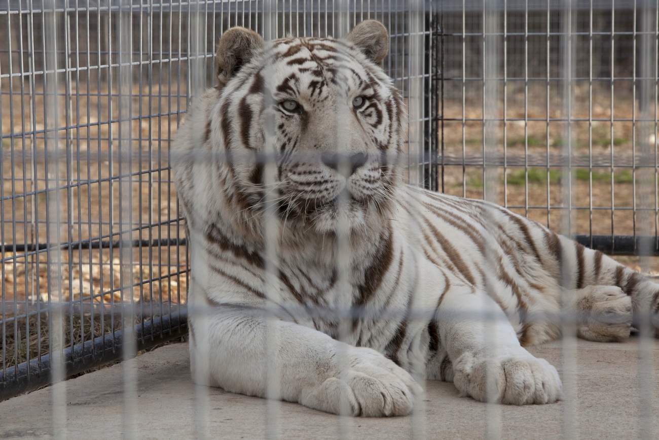 ingenieur Durven kanker de waarheid over witte tijgers | IFAW