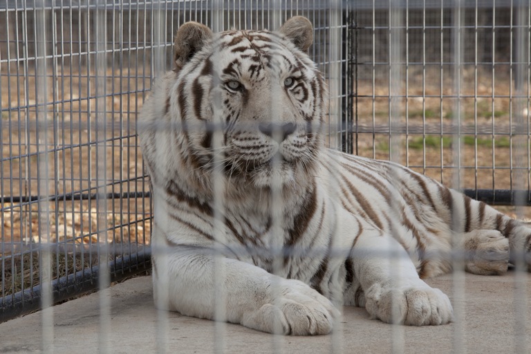 Bengal Tiger - Cougar Mountain Zoo