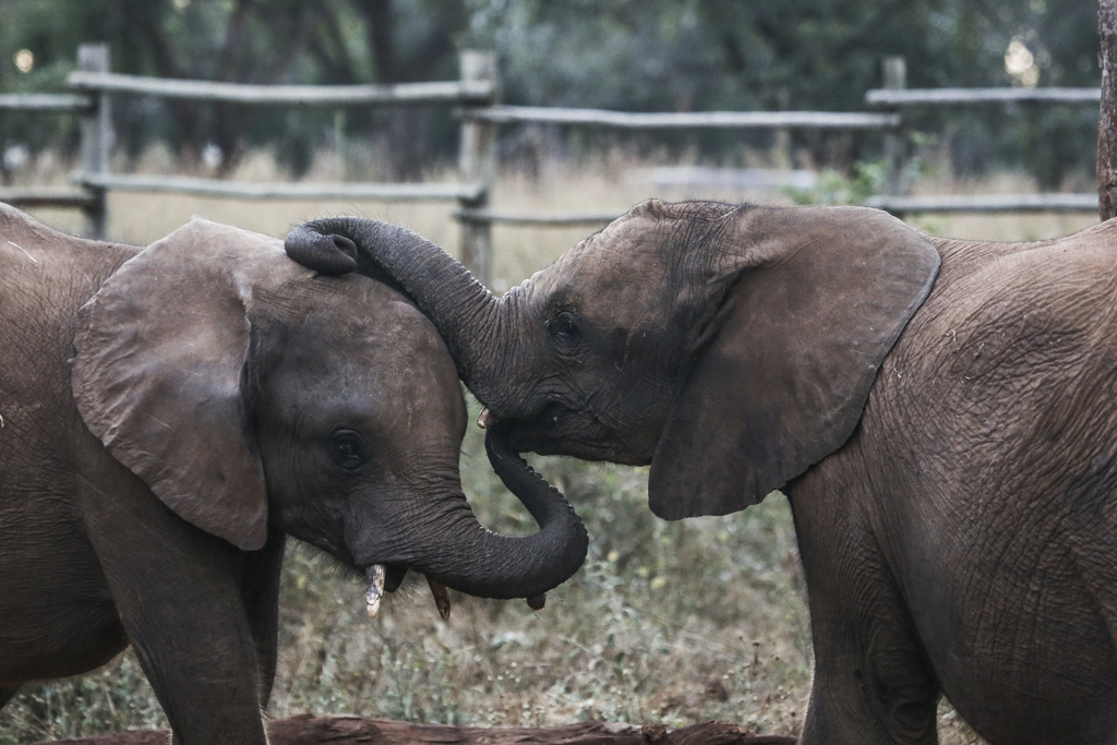 elephants undergo rehabilitation at GRI-Elephant Orphange Project 