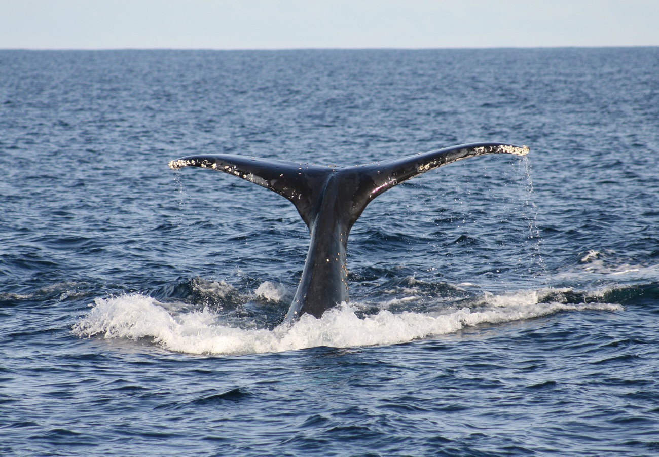 humback whale lifts its tail flukes