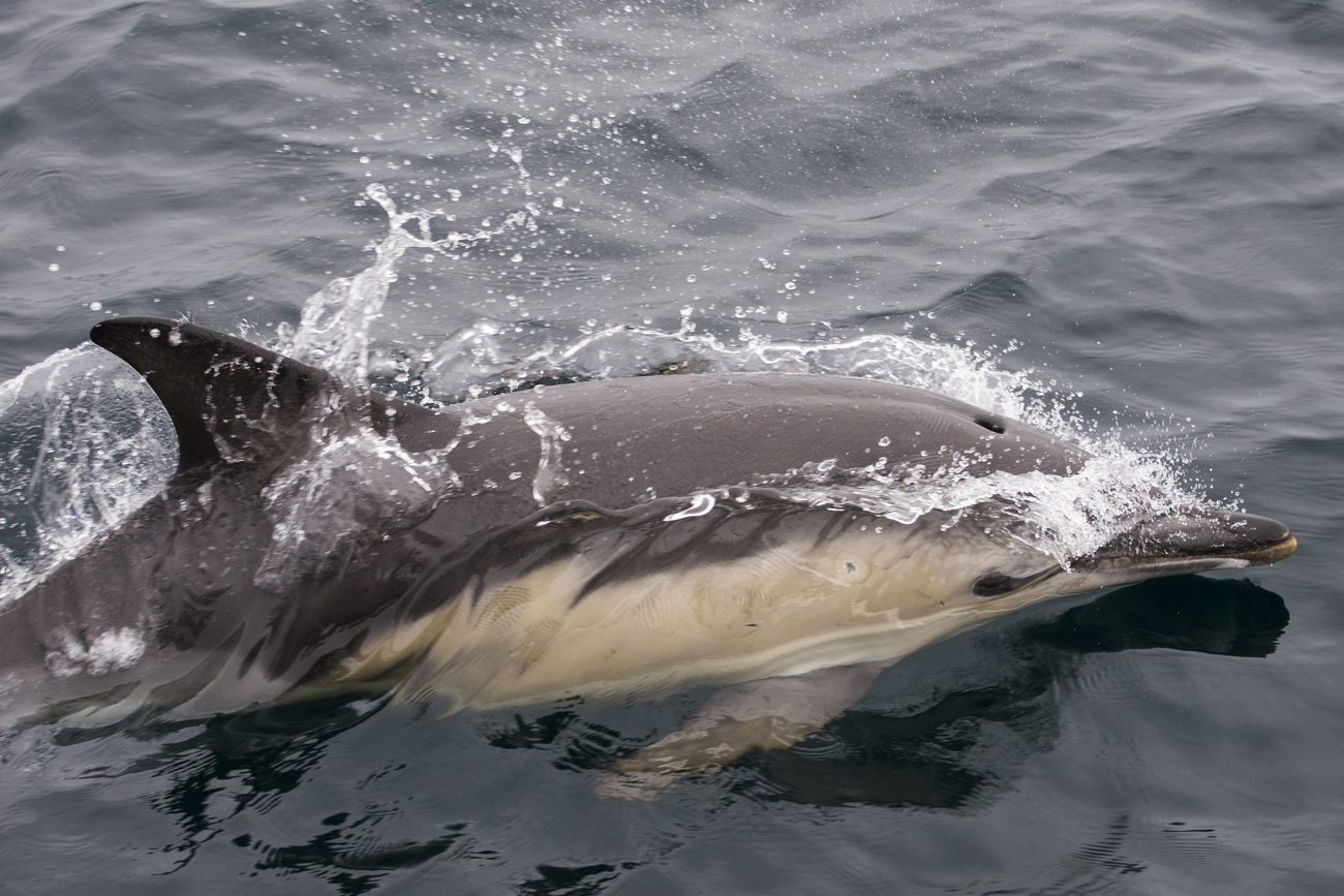 common dolphin 