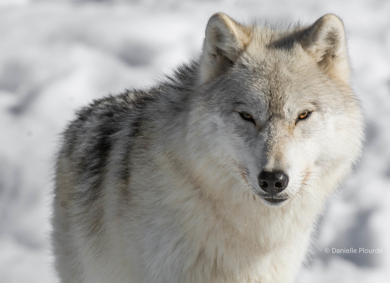 Ce que vous devez savoir sur les loups