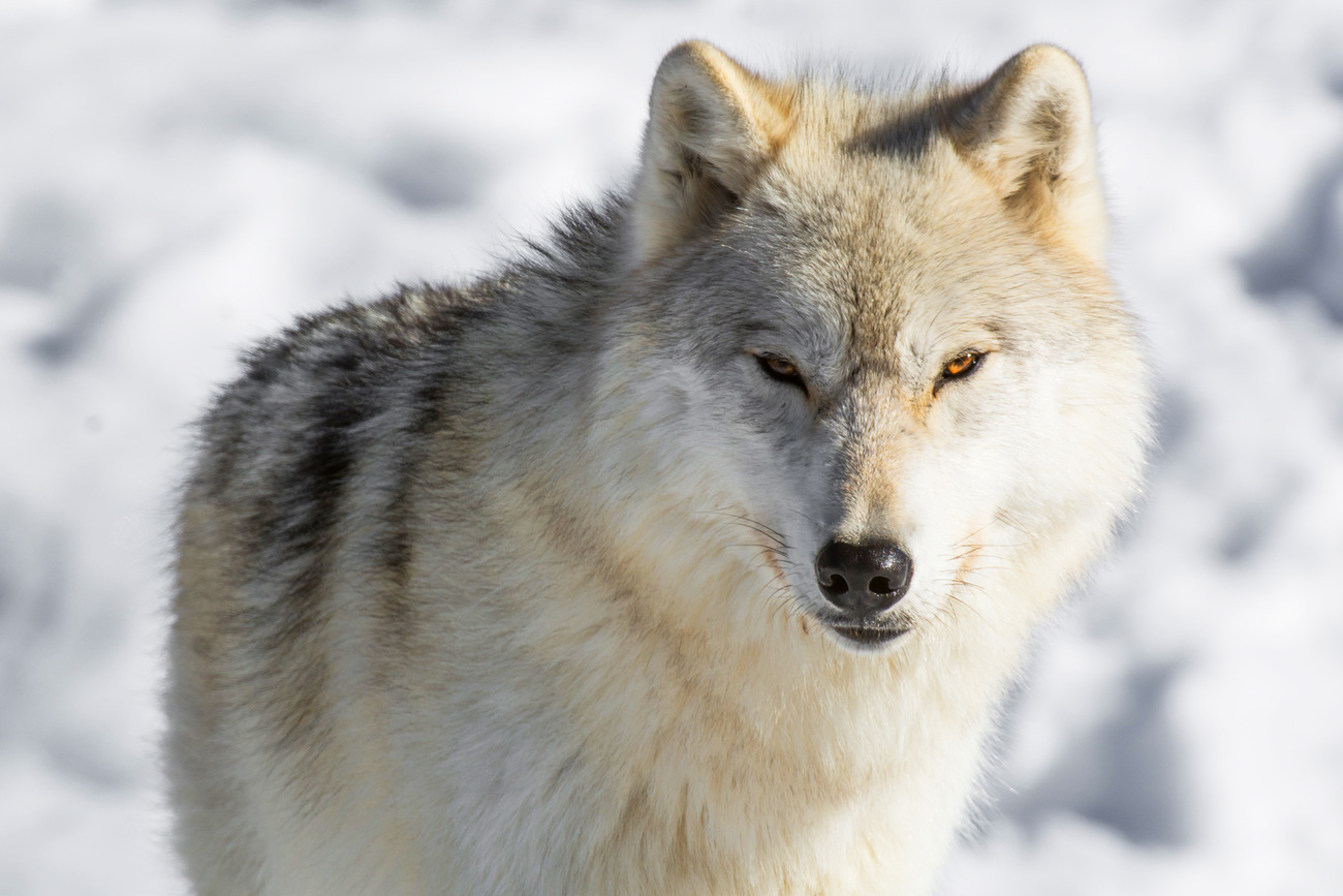 Le loup - Un mois, un animal - Blog Fauna