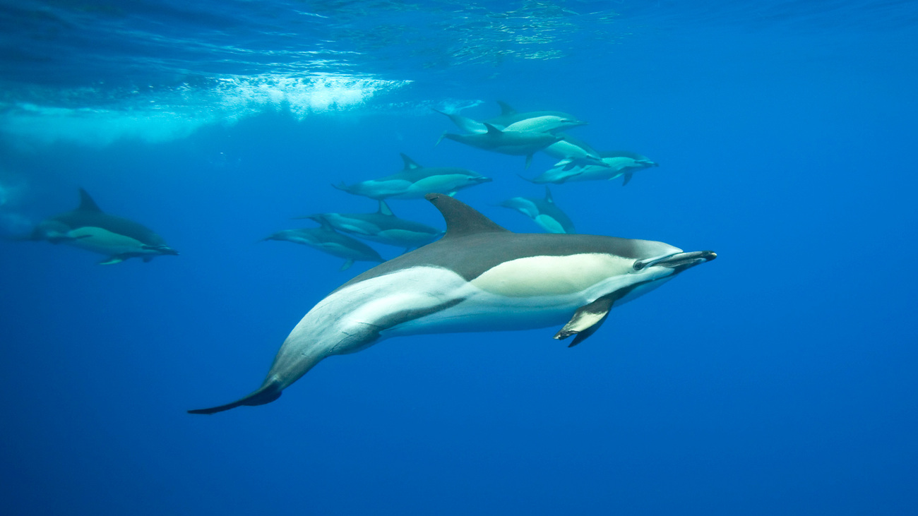 Common dolphins swimming underwater in the Azores.