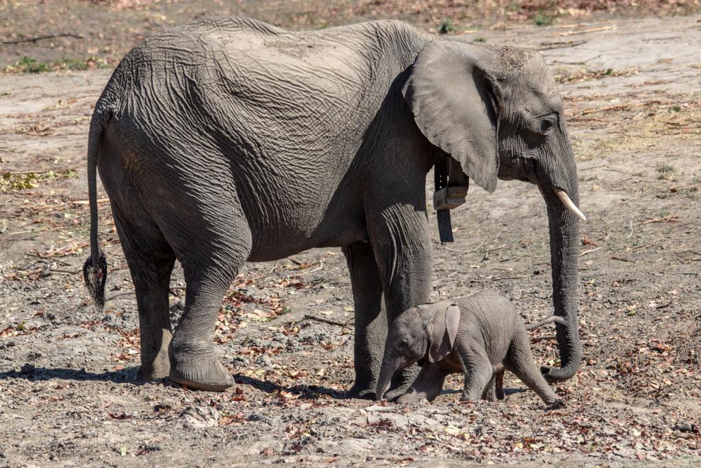 olifantenmoeder en kalf